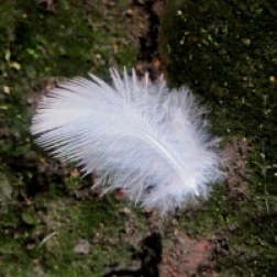 feather-224686__340 2