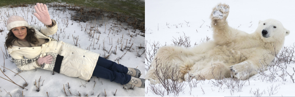 Polar bear Collage A